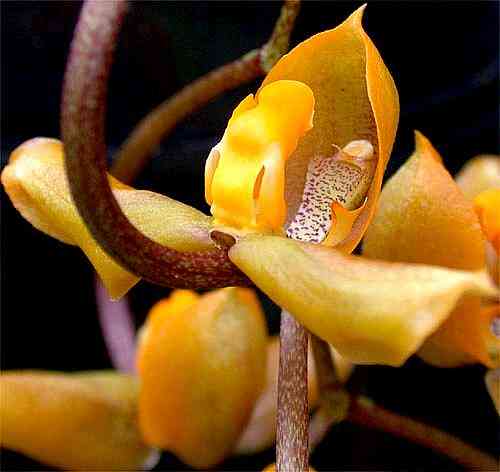 Gongora galeata